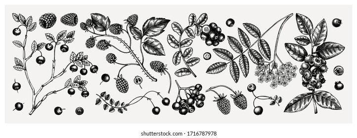 Summer berries collection. Hand drawn berry illustrations. Fresh fruits:  cranberry,  blackberry, cowberry, bilberry, raspberry, blueberry hand drawings. Vintage botanical sketches set. Outlines