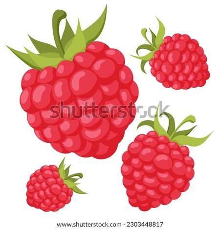 Summer berries. Illustration of raspberry.