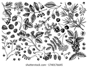 Colección de ilustraciones vectoriales de bayas de verano. Esbozos de comida hechos a mano. Frutas de jardín, flores, dibujos de plantas. Perfecto para recetas, iconos, menú, empaque, contornos de bayas de época. Conjunto botánico.