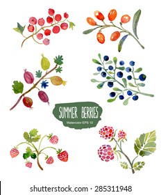 Summer berries. Vector watercolor illustration.