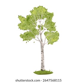 Bétula de verão. Elemento de natureza exterior vetorial. Flora de desenhos animados e planta alta com símbolo de casca. Floresta e cordão de madeira. Parque de vida selvagem botânica. Selvagem rural e madeira natural. Biologia, botânica.