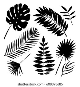 Summer black silhouette tropical palm tree leaves elements. Vector grunge design for cards, web, backgrounds and natural product.