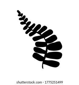 Summer black tropical leaves palm tree element silhouette isolated on white background. Jungle exotic leaf. Vector illustration design for cards, web, natural product ets.