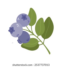 Summer blueberries with leaves. Hand drawn cartoon berries illustration.