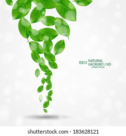 Summer branch with fresh green leaves