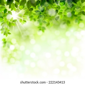 Summer branch with fresh green leaves  - Shutterstock ID 222143413