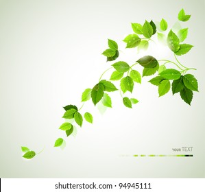 Summer branch with fresh green leaves