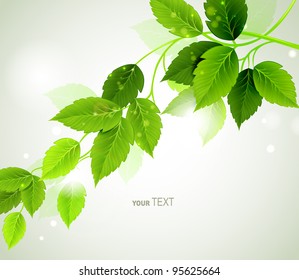 Summer branch with fresh green leaves