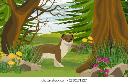 Summer brown ermine in the forest. Wild animals of the arctic. Mustela erminea. Realistic vector landscape