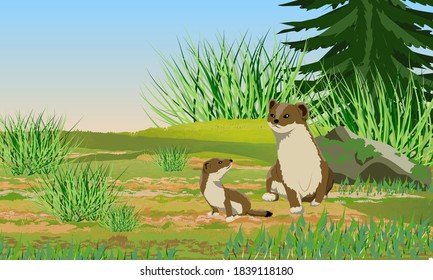 Summer brown ermine and her cub in the meadow. They also ate tall juicy grass. Wild animals of the arctic. Mustela erminea. Realistic vector landscape