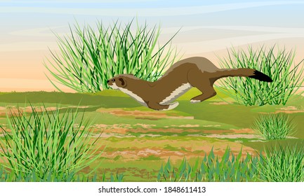 Summer Brown Ermine Runs Through A Meadow Among Tall Grass. Wild Animals Of The Arctic. Mustela Erminea. Realistic Vector Landscape