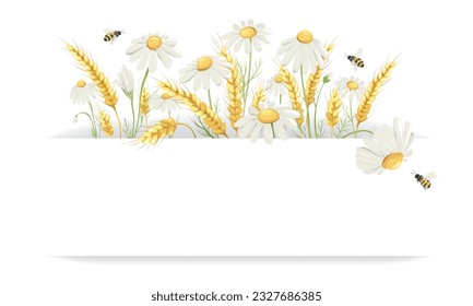 Summer cards. Vector design element, border of chamomile,иwheat ears and bee, medicinal herbs. EPS 10.