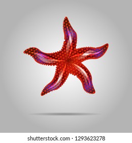 Summer concept represented by red sea star icon.