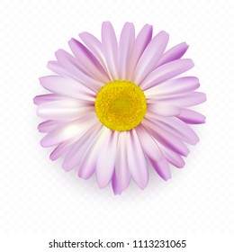 Summer  daisy flower with shadow isolated on white background. Soft violet camomile.  Photo realistic vector icon.