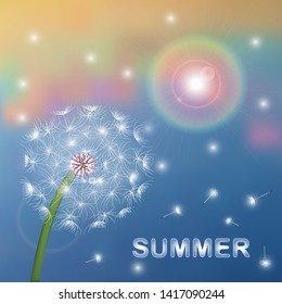 
summer dandelion in the sun
