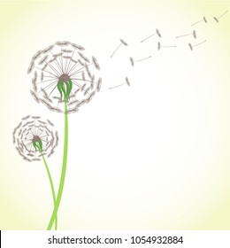 Summer dandelion with wind blowing flying seeds isolated on white background. Blossom flower fluffy plant stock vector illustration