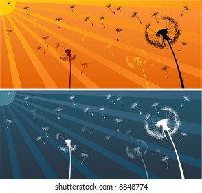 Summer dandelions