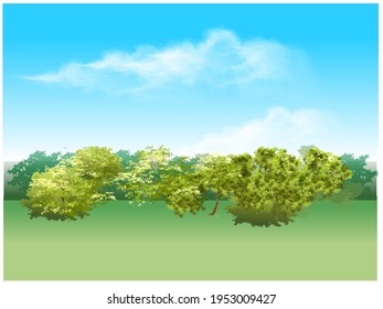 summer day nature green forest under the blue sky 