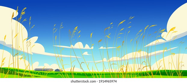 Summer day, tall grass on the field and clouds in the sky. Panoramic landscape.