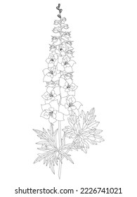 Sommerdelphinium. Blumen und Pflanzen der Felder. Eine alte botanische Illustration. Schwarz-Weiß. Delphinium Alpine. Dekorative und medizinische Pflanze.