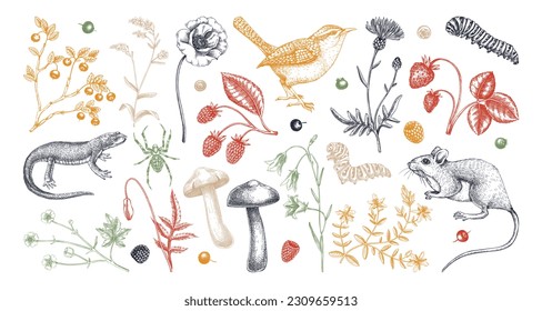 Summer design elements in sketched style. Botanical drawings of wildflowers, herbs, meadows, berries, animals, and birds. Vintage wildlife hand-drawn illustrations. Field plants sketches in color