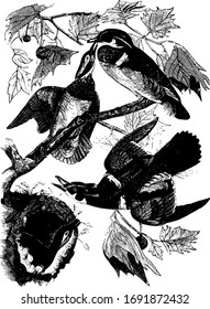 Summer Ducks nesting in a tree, vintage line drawing or engraving illustration.