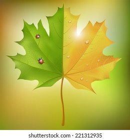 Summer and fall on a single leaf of maple.