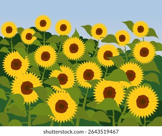 Summer field of sunflowers. Bright illustration of blooming sunflowers of different colors. EPS 10.
