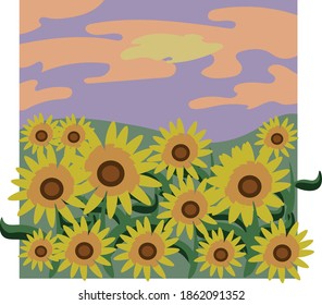 Sommerfeld mit Sonnenblumen bei Sonnenuntergang