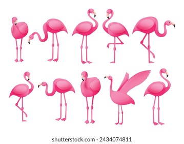 Summer flamingo bird vector set design. Summer pink flamingo bird in standing poses collection isolated in white background. Vector illustration flamingo bird collection.  
