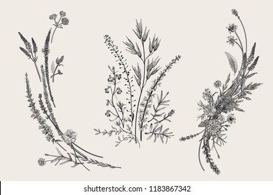 Summer floral composition. Design elements. Flowers and plants of fields and forests. Vector vintage botanical illustration. Black and white