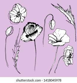 Summer floral set with poppies, flowers, leaves, buds in different angles. Hand drawing ink. Stylish model on an isolated background. Images for blog, decoration. Design for wallpaper, textiles