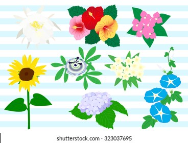 summer flower