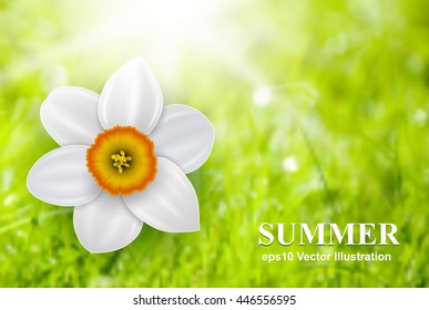 Fondo de flores de verano sobre fondo de desenfoque verde, ilustración vectorial.
