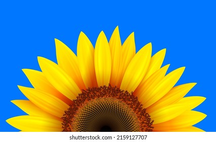 Summer flower background with sunflower and blue sky, vector illustration.