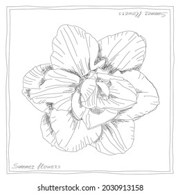 Summer flower drawn on a white background by hand pen and laconic framing. For silk shawl, bandana, background, etc.
