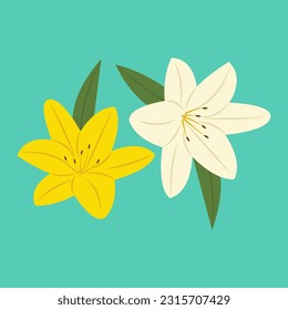 Summer flower of laos or Lilium vector illustration