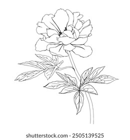 Summer flower peony. Vector pencil hand drawn illustration of blooming peony on isolated background. Bundle with outline drawing of leafs. Sketch in line art style painted by black inks.