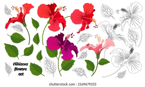 Summer flower set. Tropical flowers bright color collection. Hibiscus flower realistic vector with leaves.