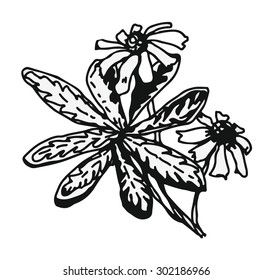 Summer flowers