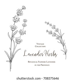 Summer flowers with calligraphy sign Lavender Herbs. Bunch of lavender flowers isolated over white background. Vector illustration.