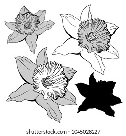 Summer flowers Daffodils isolated elements on white background .Can be used for design, printing on wrapping paper, creating card, invitation card for wedding, napkins. Vector illustration.