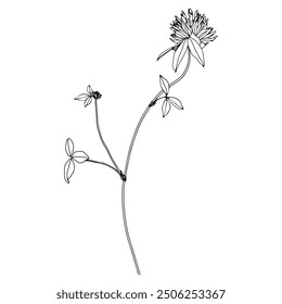 Summer flowers and leaf - clover. Vector hand drawn illustration of blossoming meadow flower and bud on isolated background. Bundle with outline drawing. Sketch in line art style painted by black inks