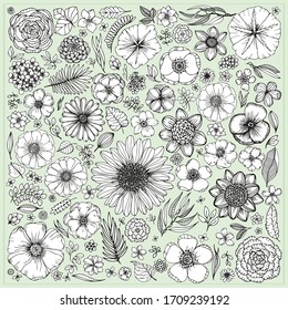 Summer flowers and leavers set. Hand draw doodle graphics. 