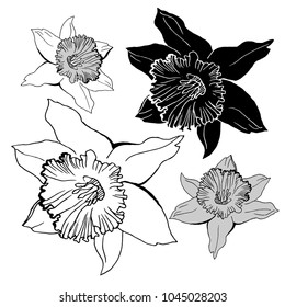 Summer flowers Narcissus isolated elements on white background .Can be used for design, printing on wrapping paper, creating card, invitation card for wedding, napkins. Vector illustration.