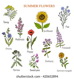 Summer flowers set, vector illustration