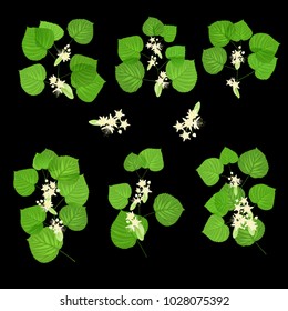 Summer flowers. Small sprig of blossoming linden with inflorescence