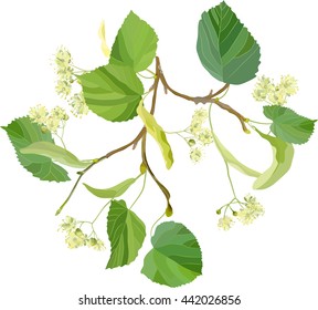Summer flowers. Small sprig of blossoming linden with inflorescence