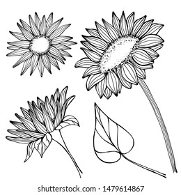 Summer flowers sunflower. Hand draws field plants with ink. Sunflower seed oil. botanical vintage illustration. Bud with leaves, flowers. Design for print, packaging, wallpaper, textile.