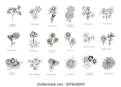 summer flowers vector illustrations line set